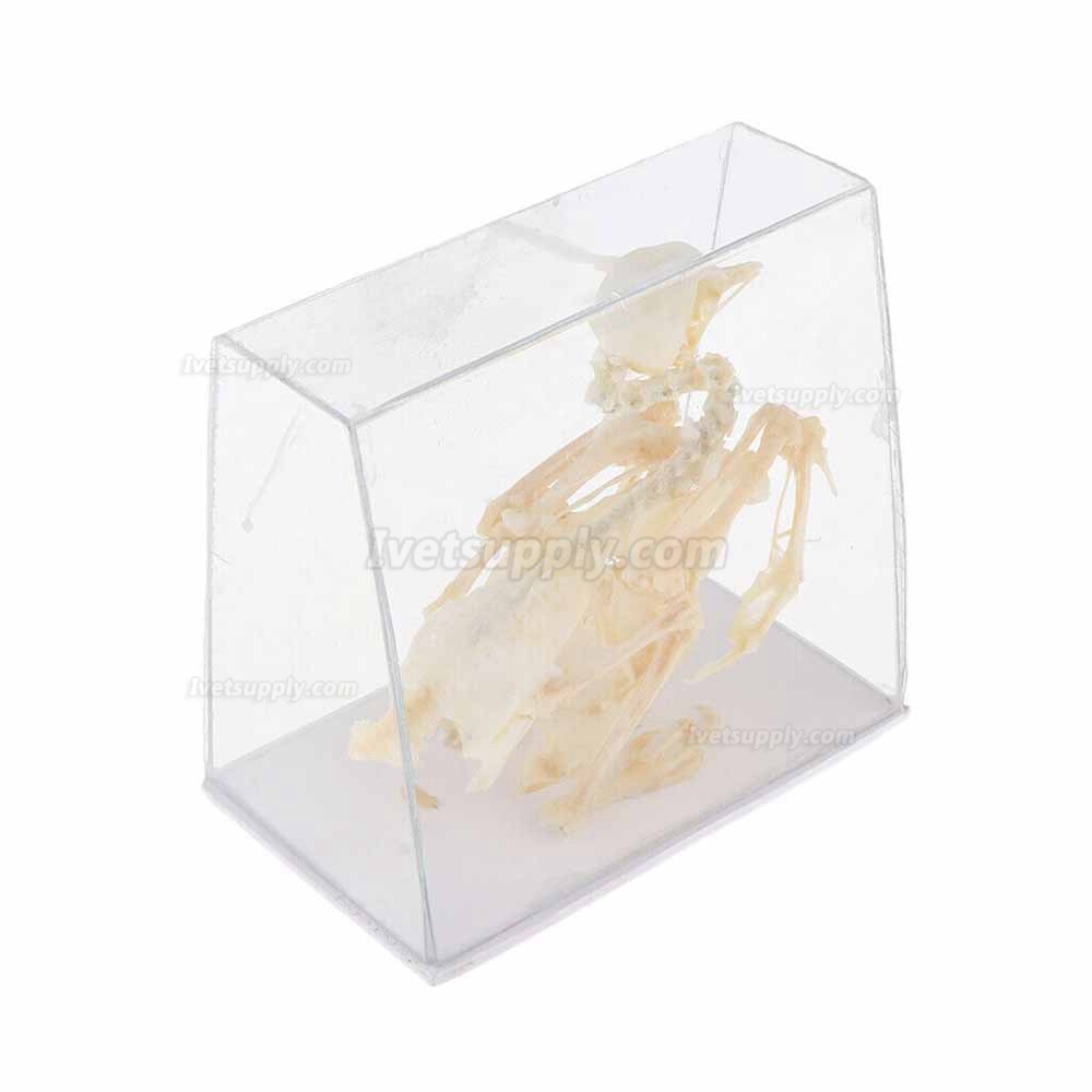 Pigeon Skeleton Taxidermy Animal Specimen Bones Biology Anatomy Study Aid